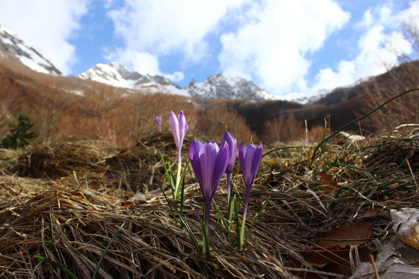 Le ultime arrivate tra le piante gi fiorite